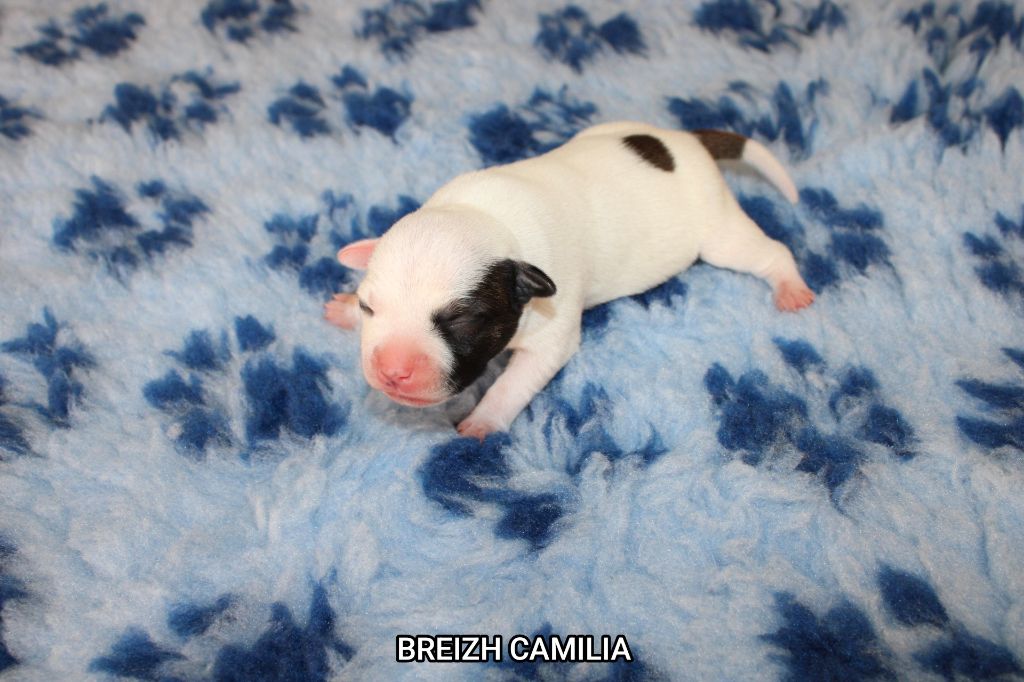 Breizh Camilia - Chiot disponible  - Staffordshire Bull Terrier