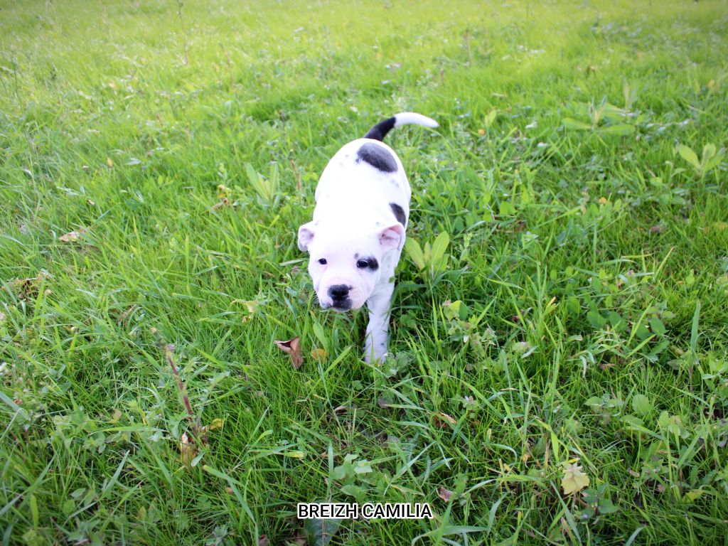 Breizh Camilia - Chiots disponibles - Staffordshire Bull Terrier