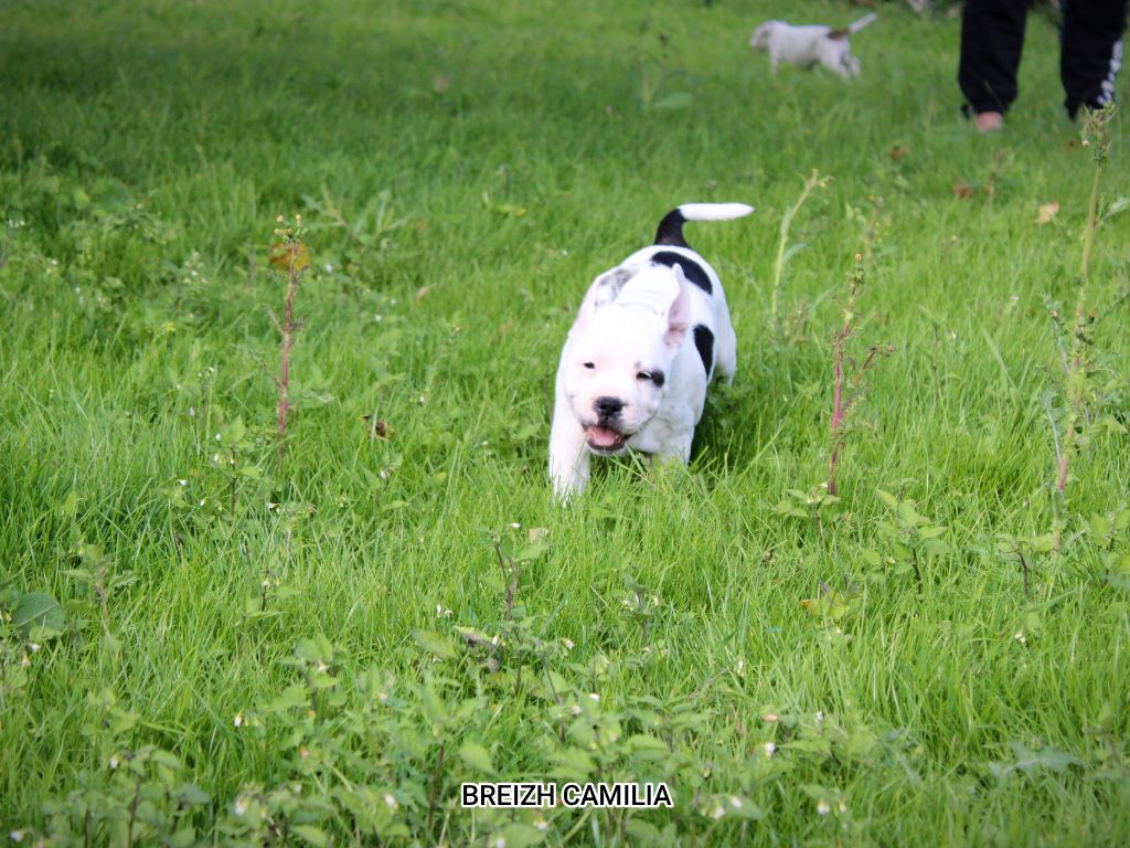 Breizh Camilia - Chiots disponibles - Staffordshire Bull Terrier
