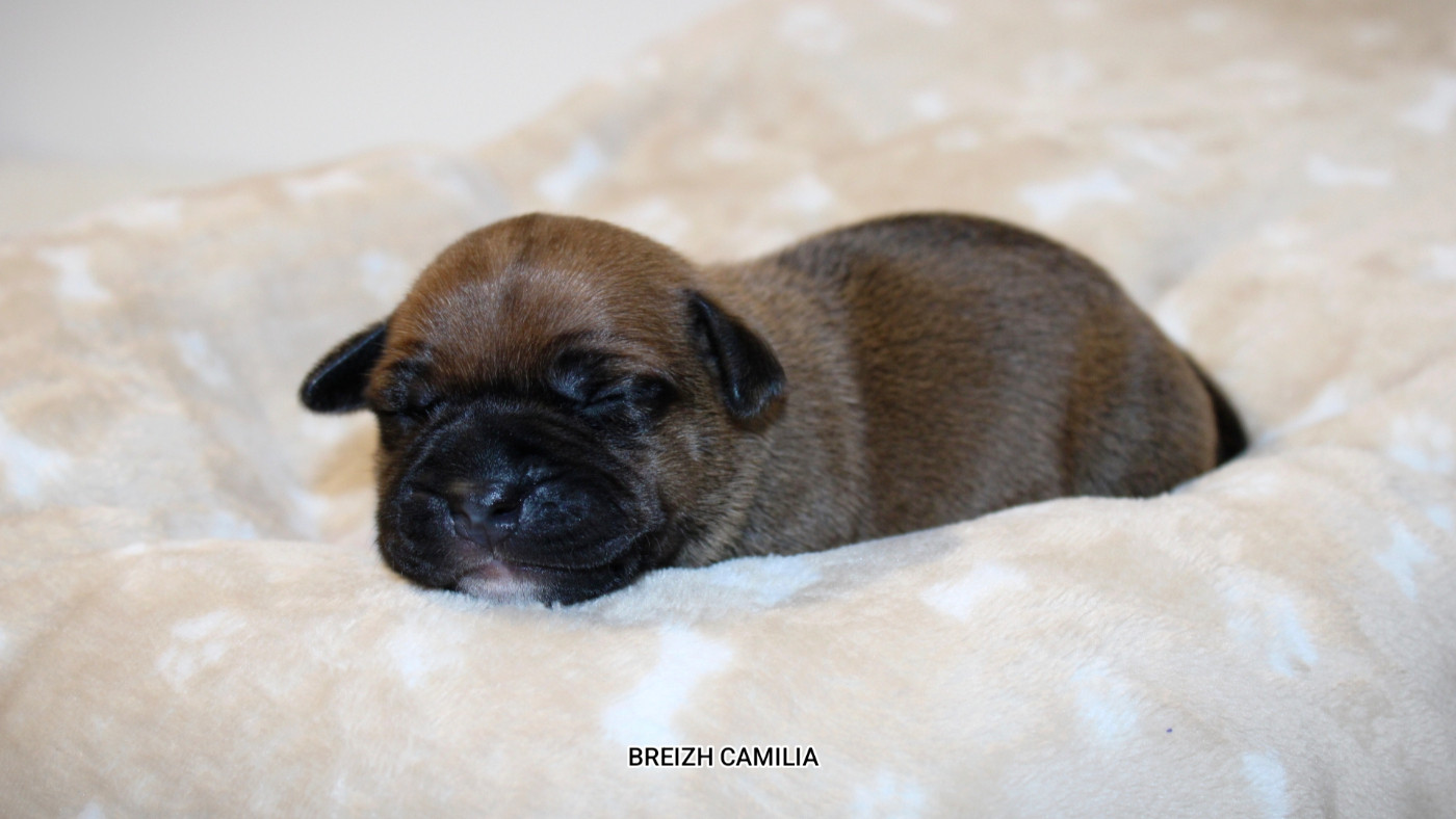 Breizh Camilia - Chiots disponibles - Staffordshire Bull Terrier