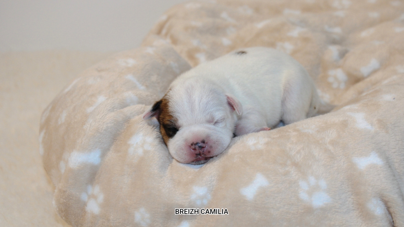 Breizh Camilia - Chiots disponibles - Staffordshire Bull Terrier