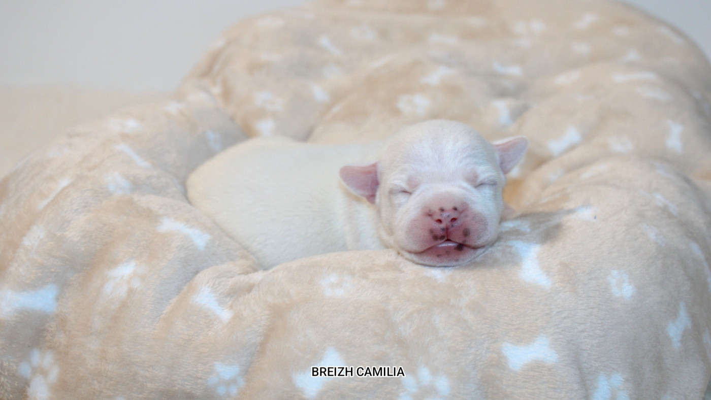 Breizh Camilia - Chiots disponibles - Staffordshire Bull Terrier