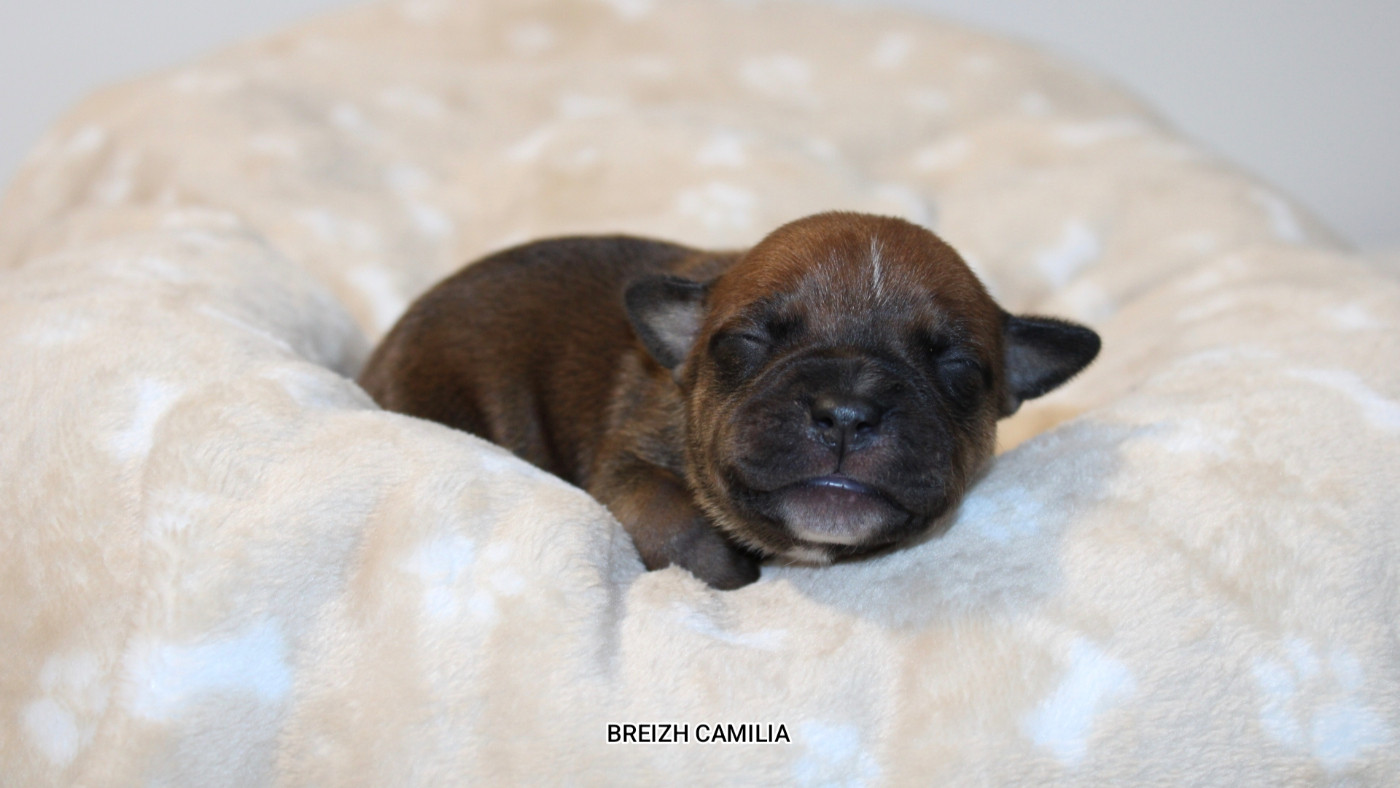Breizh Camilia - Chiots disponibles - Staffordshire Bull Terrier