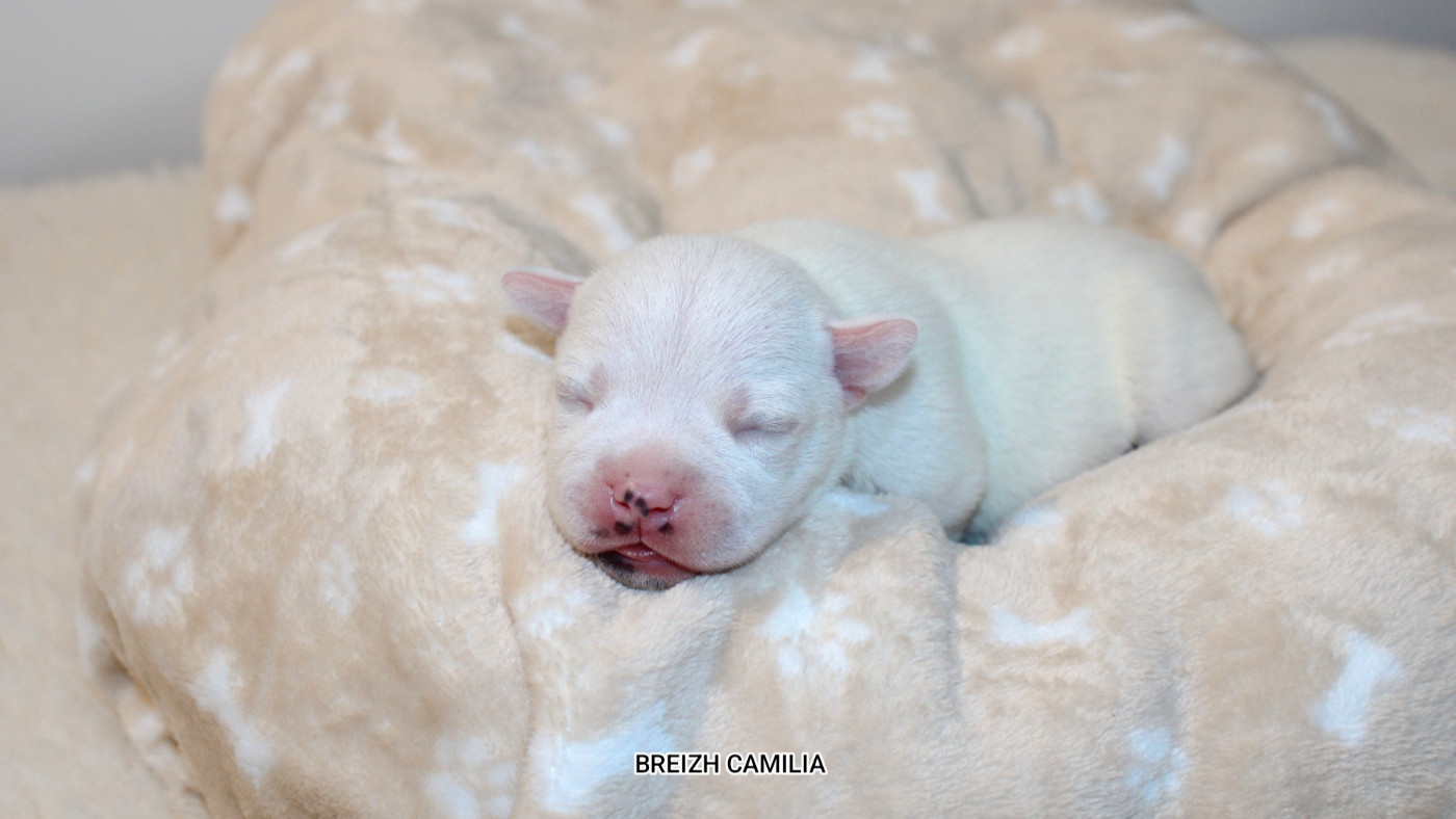 Breizh Camilia - Chiots disponibles - Staffordshire Bull Terrier