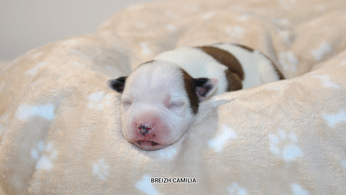 Breizh Camilia - Chiots disponibles - Staffordshire Bull Terrier