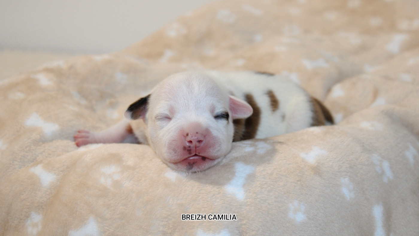 Breizh Camilia - Chiots disponibles - Staffordshire Bull Terrier