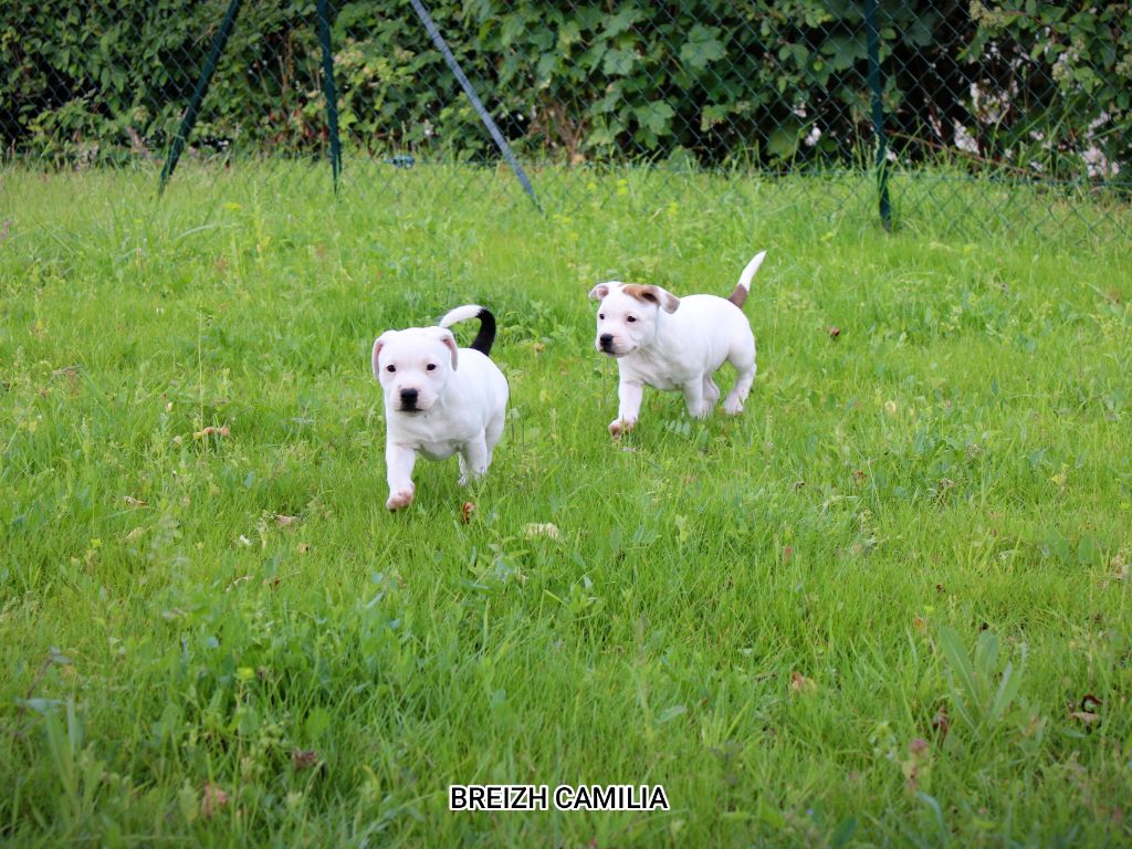 Breizh Camilia - Chiots disponibles - Staffordshire Bull Terrier