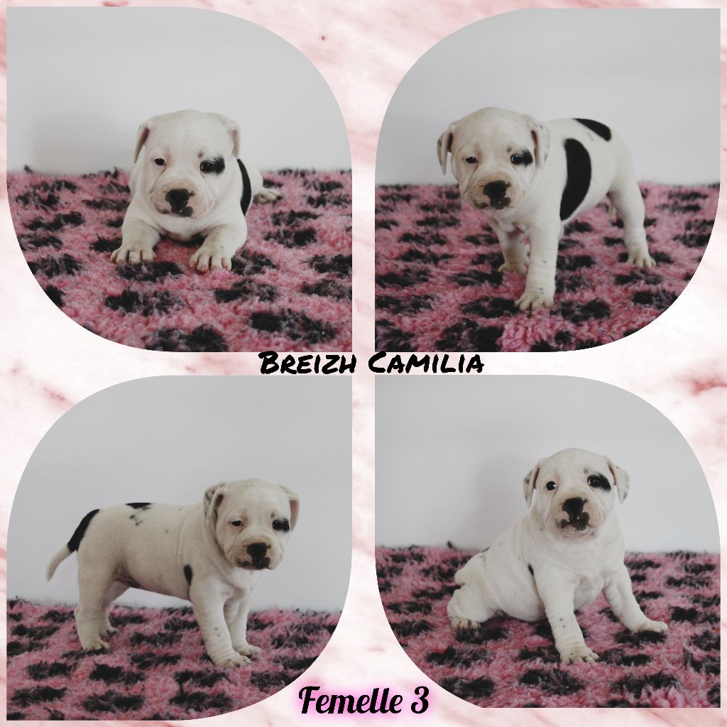 Breizh Camilia - Chiots disponibles - Staffordshire Bull Terrier