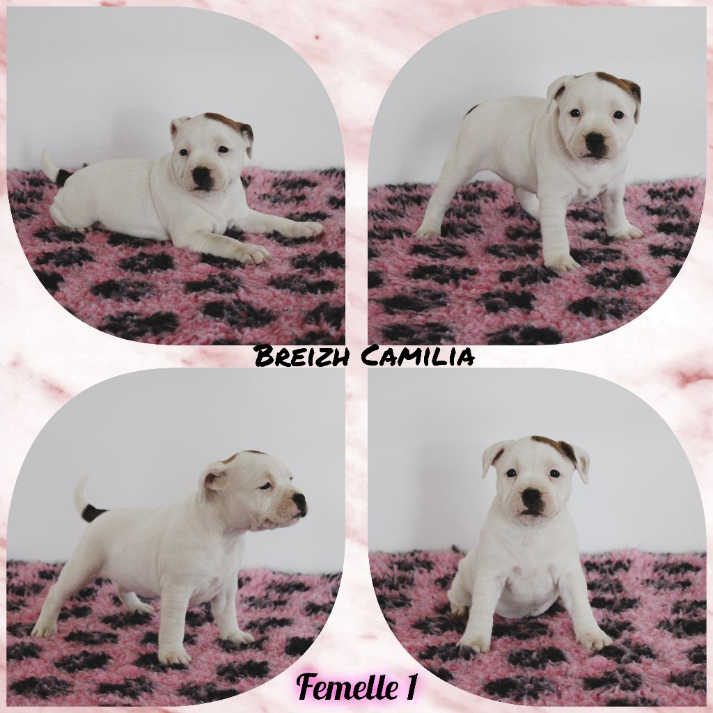 Breizh Camilia - Chiots disponibles - Staffordshire Bull Terrier