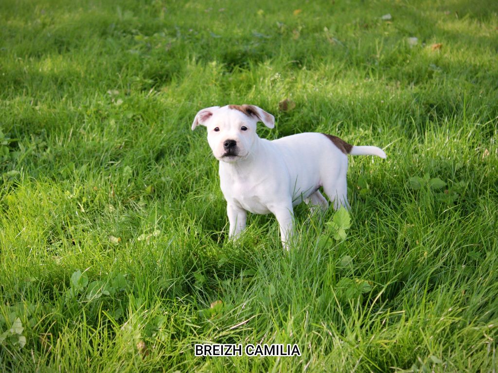 Breizh Camilia - Chiots disponibles - Staffordshire Bull Terrier