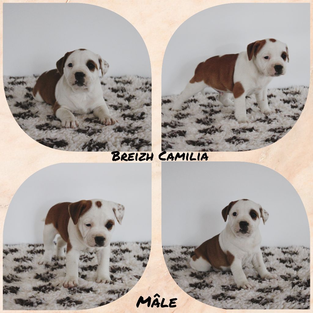 Breizh Camilia - Chiots disponibles - Staffordshire Bull Terrier