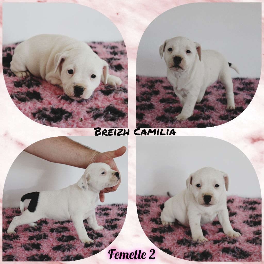 Breizh Camilia - Chiots disponibles - Staffordshire Bull Terrier