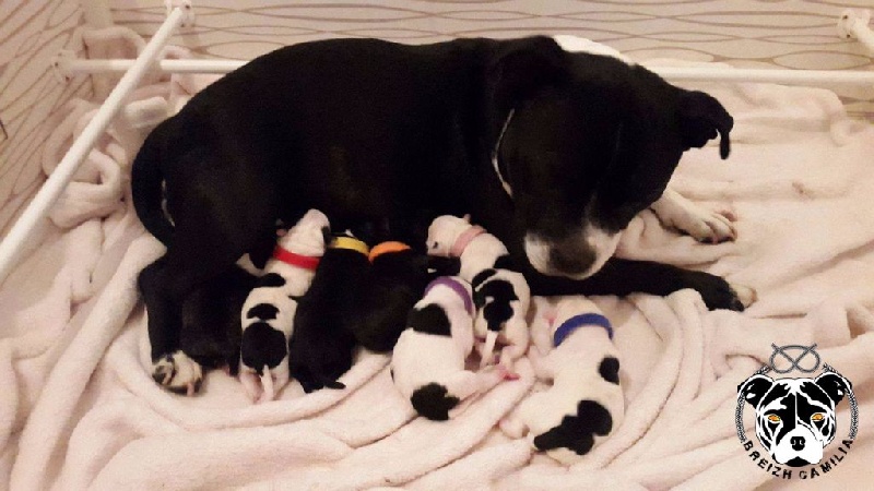 Chiot Staffordshire Bull Terrier Breizh Camilia